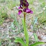 Orchis purpurea 整株植物