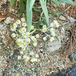 Anaphalis margaritacea Λουλούδι