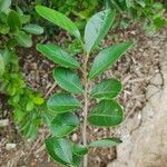 Annona spinescens Leaf