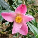Camellia saluenensis Flors