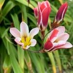 Sparaxis tricolorFlor