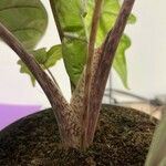 Alocasia scalprum 樹皮