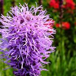 Liatris pycnostachya Flower