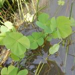 Marsilea minuta Habit