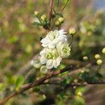 Spiraea prunifolia 花