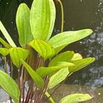 Alisma plantago-aquatica Levél