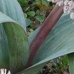 Allium karataviense Φλοιός