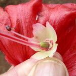 Rhododendron hookeri