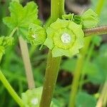 Malva verticillata Fruit