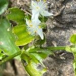 Tradescantia fluminensisFlors