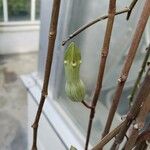 Ceropegia ampliata Blüte