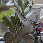 Kalanchoe rhombopilosa Folha