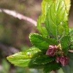 Ceanothus thyrsiflorus Leaf