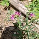 Trifolium lupinaster Květ