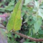 Picris hieracioides Leaf