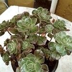 Aeonium leucoblepharum Liść