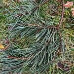 Pinus cembra Leaf