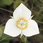 Calochortus apiculatus Λουλούδι