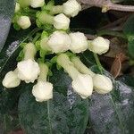 Stephanotis floribunda Flower