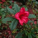 Rhododendron ferrugineum Žiedas