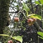 Euonymus latifolius Frutto