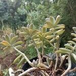 Graptosedum Francesco Baldiপাতা