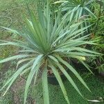 Yucca gloriosaFrunză