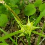 Carex intumescens Vrucht