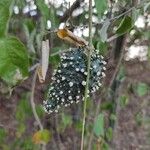 Matelea maritima Frugt