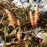 Selaginella selaginoides Fruto