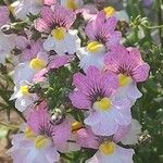 Nemesia strumosa Kvet