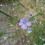 Cichorium endiviaŽiedas