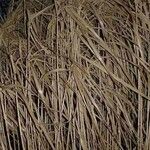 Miscanthus × longiberbis 形態