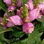 Chelone obliqua Цветок