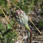 Malacothrix californica Flower