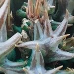 Orbea umbracula Leaf