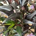 Strobilanthes anisophylla List