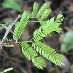 Vachellia collinsii Blatt