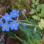 Myosotis sylvatica 花