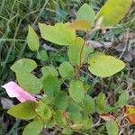 Amelanchier canadensisBlad