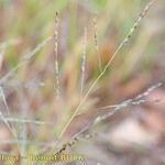 Panicum dichotomiflorum Corteza