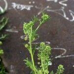 Lepidium didymum Feuille