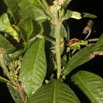 Psychotria psychotriifolia 叶