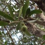 Elaeodendron transvaalense Fruit