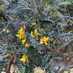 Sophora denudata Hoja