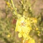 Verbascum sinuatum Blüte