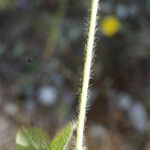 Trifolium boissieri Rinde