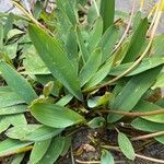 Orontium aquaticum Leaf