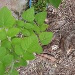 Rubus niveus Feuille