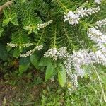 Hebe brachysiphon Fula